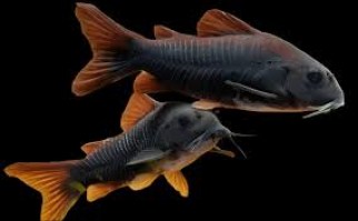 Corydoras Venezuela black